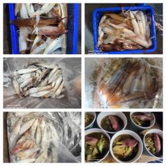 7월12일 제주잡스호 5시간 한치낚시  사진