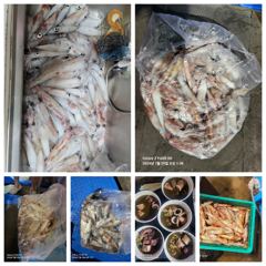 7월28일 제주잡스호 5시간 한치낚시  사진