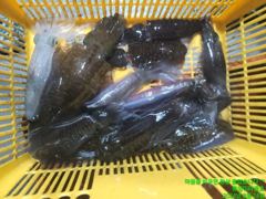 [무늬] 대박조황 사진