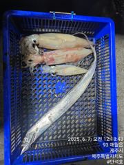제주 애월권 한치 낚시 체험 6월 5일 . 6일 사진