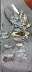[통영에메랄드호] 25년 무늬오징어 팁런  무우급까지 나오네요 사진