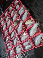 통영원도권 무늬오징어 11/13 철수 키로키로 조황. 오늘 최대어테클박스 이벤트! 사진