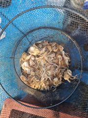 [오천항 갈매기호] 11월 22일 쭈꾸미낚시 조황입니다. 사진