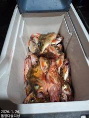 1/25[어초외줄]열기 쿨러조황~ 사진
