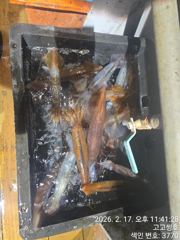 2월17일 화살촉오징어 한치 조황 사진