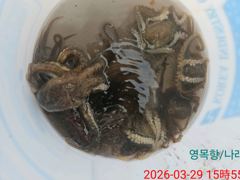 봄쭈꾸미낚시 탐사출조 다녀왔습니다 (3월29일 7명) 사진