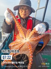피문어 사진