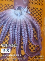 최북단 대왕 피문어조항 사진
