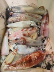 뉴 태진호 올해 첫 한치 마리수조황!!!!( 오늘오후3시 출항)!!!! 사진