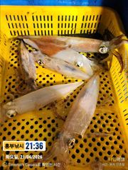 대포급 한치 쿨러조황 갈치는 잔씨알 마릿수 토요일  다시도전 사진