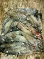 4월 28일 몰디브 한치 조황