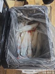 거제 뉴새바다호 한치 조황입니다  오늘 예약됩니다 사진