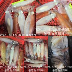 현재출항중 실시간조황입니다 먹물왕대포한치 잡자!!!  사진