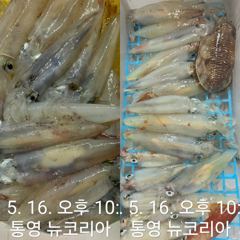 먹물왕대포한치 잘올라오네요 소수인원이라도 달립니다 !!! 사진