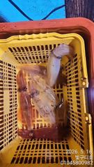 통영 한치전문 구디호 한치 시즌이 왔습니다  사진