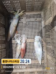 통영 나이스피싱 왕한치  따박따박  꾹꾹 눌러  쿨러가득  월요일 출조확정 사진