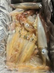 5월 18일 몰디브 한치 조황 사진