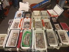 아쿠아호 한치!세자리로 마릿수 터지네요~예약가능합니다