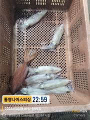 통영나이스피싱 !!! 초저녁 반피딩으로 정신없이초대박 퍼담아 사진
