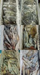 [거제블루]거제권한치 초초초대박 세자리수이상 밤새퍼담고 쓸어담아 만쿨만쿨!!! 오늘예약가능~~ 사진
