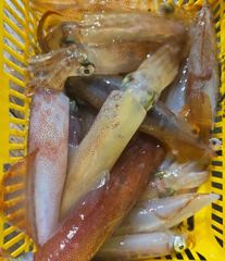 통영구디호 본시즌  왔습니다  사진