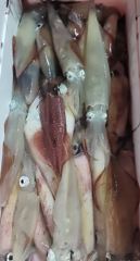 여수캐스팅피싱호 > [ 한치는 진짜 한치 앞 을 모른다!!ㅋㅋ ] 사진