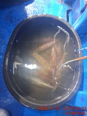 거제 뉴새바다호 새바다1호 한치 다녀 왔습니다 대포한치도 잡고 오늘 새바다1호 예약가능합니다 사진