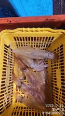 통영 한치전문 구디호  사진