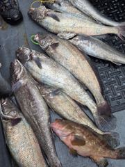 민어 붉바리 조황입니다 사진