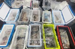 한치 마릿수 먹물 폭탄 대박 한치 쿨러조황 내일 출항 자리여유많음 사진