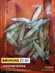 통영나이스피싱 왕한치 금요일부터 비교불가 싸이즈잡으로가시죠 사진