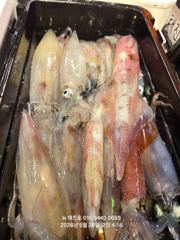뉴 태진호  야리이카 대포한치 쿨러조황!!!!!! 사진