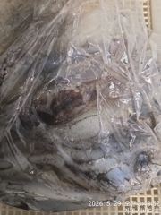 거제 뉴새바다호 한치 다녀 왔습니다  새바다1호 일요일 예약됩니다 사진