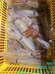 [챔피언피싱] 5.29일 입항조황 굿 굿 굿~ 사진
