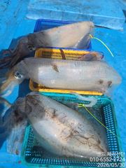 2.3K외 30일 봄 산란 무늬 철수  조황 사진