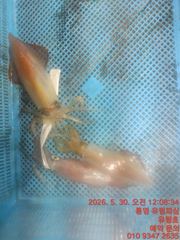 통영유림) 30일 한치조황입니다.오늘 7자리예약가능  사진