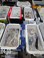 미사일[한치~한치]오늘은 여기까지~쿨러조황[월.화.수]예약가능 사진