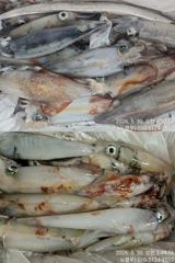 [거제블루]쿨러없이 떠나는한치 거제권 씨알급 밤새올라오고  수요일 예약가능~~ 사진