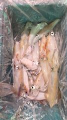 5월30일 한치조황 사진