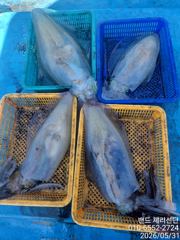 봄 무늬 31일 철수 조황 사진