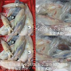 3일부터 다시 한치낚시 출항나갑니다 자리널널해요 ~ 사진