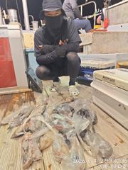 거제 뉴새바다호 한치 쿨러조황입니다  오늘 내일  예약됩니다 사진