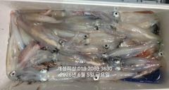 4일 한치 마릿수 먹물 폭탄 대박 한치 쿨러조황 일요일부터 자리여유많음  사진