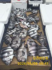[제주 깊은바당호] 6월 6일 돌돔 조황입니다 사진