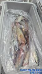 한치 대박!! 사이즈.마릿수 좋습니다