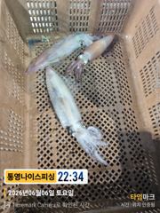 통영나이스피싱!!  왕한치 먹물 너울속장원40여수 평일병행 다단가능 사진
