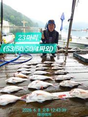 [통영 선외기 태성레저]참돔 꼬라박기 56/56/55/53/53외 마릿수조황 사진