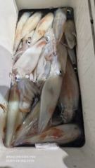 대포 왕한치 오늘도 먹문칠갑. ᆢ 오늘 오후 5시 출항 사진