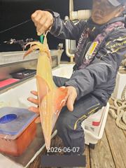 7일 한치 마릿수 먹물 폭탄 대박 한치 쿨러조황 오늘 무조건 출항 자리여유많음 사진