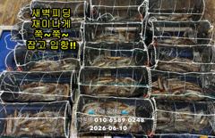 10일"화살촉오징어" 새벽피딩~터졌어요~(오늘,예약가능합니다)